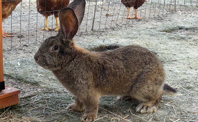 Top 4 des races de lapins géants !