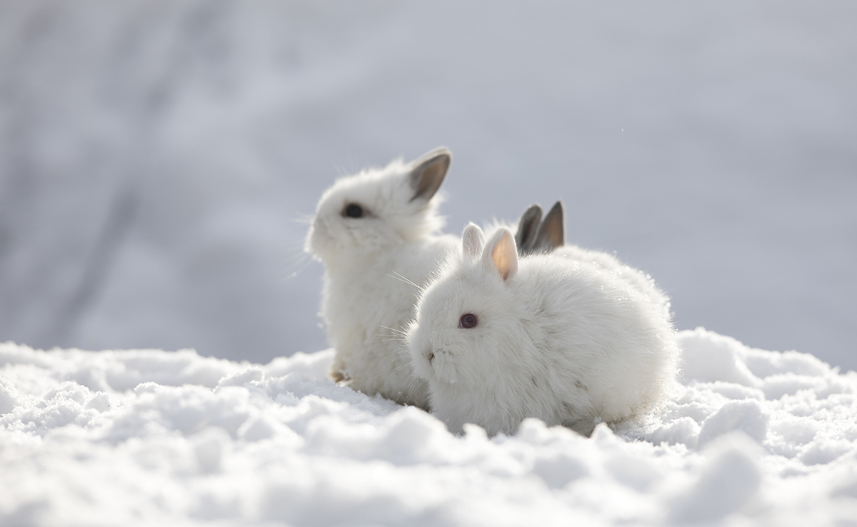 Peut-on laisser son lapin en extérieur pendant l'hiver ?