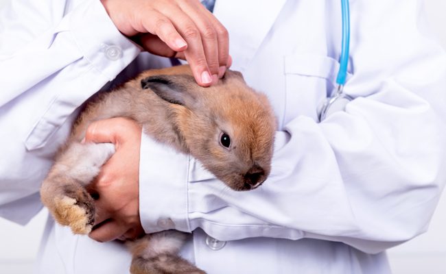 Lapin malade : 7 signes qui ne trompent pas