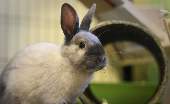 Mon lapin m’a mordu : pourquoi ? Faut-il s’en inquiéter ?