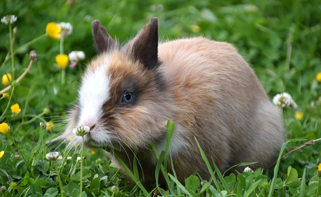 Peut-on sortir son lapin de sa cage sans risques ? Quelles précautions ?