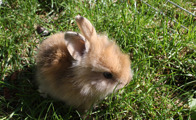 comment élever un lapin nain à la maison