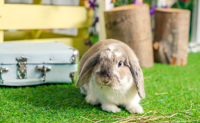 Quelles sont les races de lapins nains ?