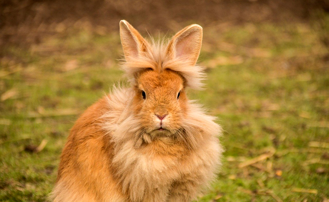 Le lapin nain tête de lion, qui est-il ? Comment en prendre soin ?