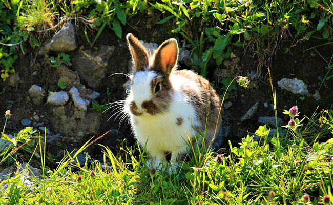 Un lapin domestique peut-il redevenir sauvage si on le relâche dans la nature ?