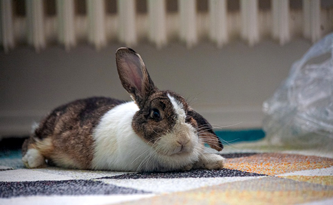 Mon lapin fait pipi partout : pourquoi ? Comment régler le problème ?