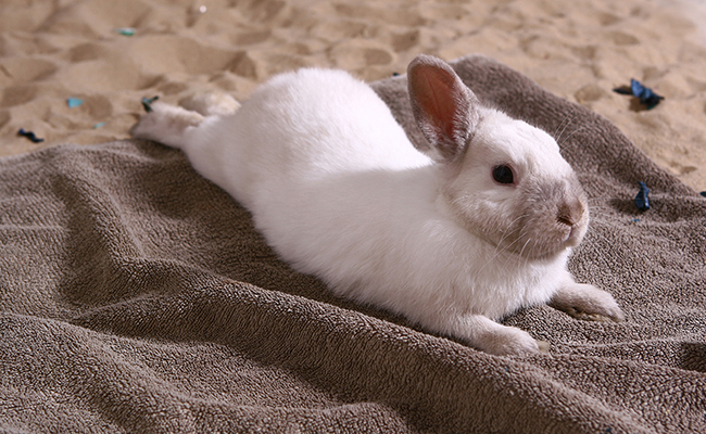 Comment faire garder son lapin pendant les vacances ?