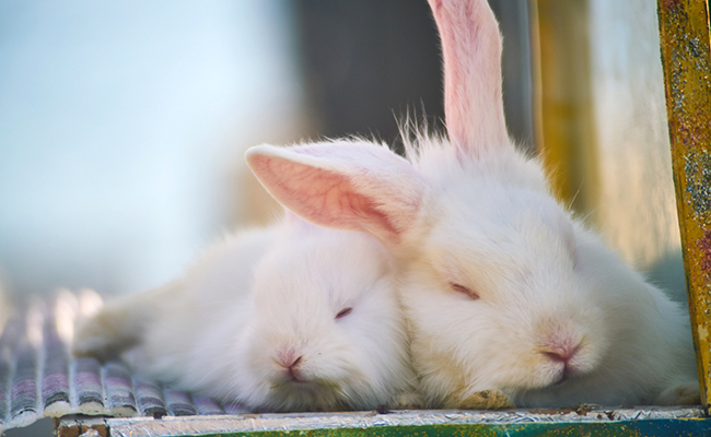 La lapine : combien de portées et de petits par an ?