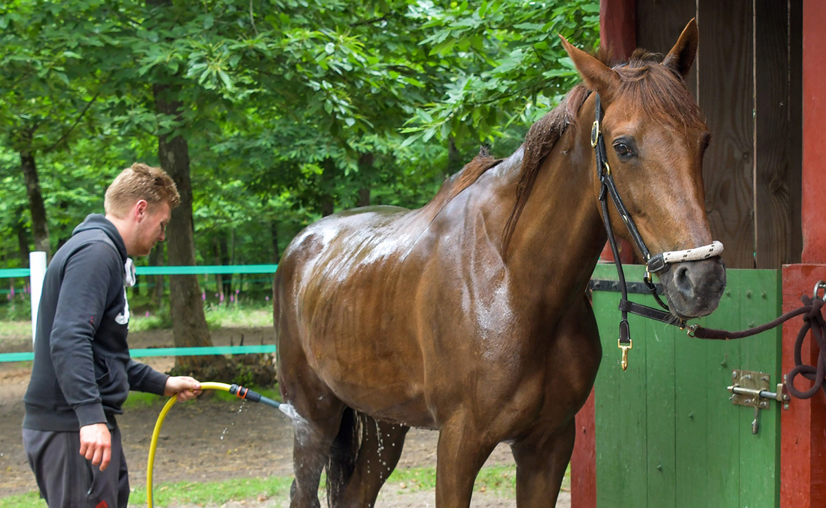 Comment laver son cheval ? Conseils et bonnes pratiques !