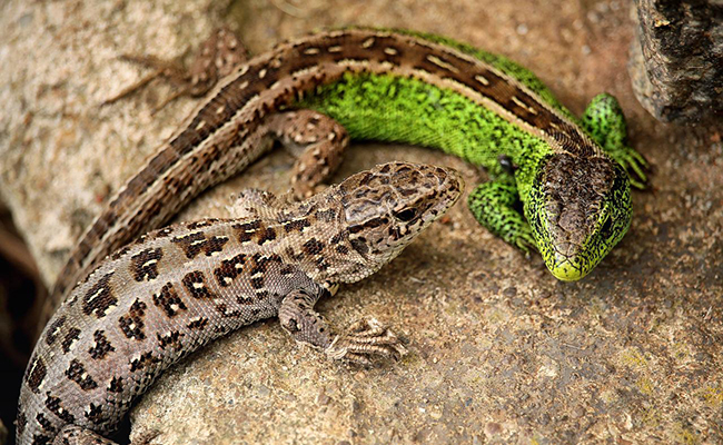 Les lézards : qui sont-ils ? Combien d’espèces ?