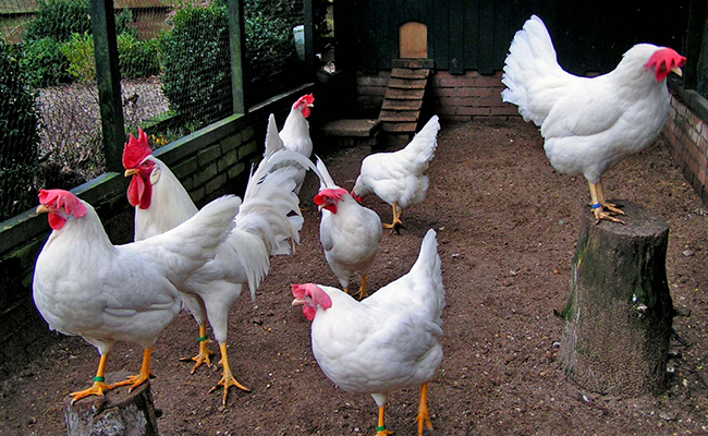 La Leghorn, bonne poule pondeuse blanche