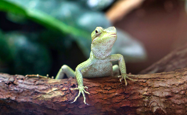 Quels lézards élever en terrarium ? Nos conseils d’élevage