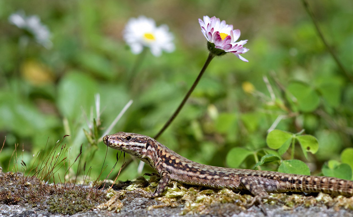 Peut-on se faire mordre par un lézard ? Est-ce dangereux ?