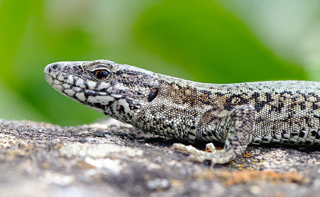 Animaux à sang froid : qui sont-ils ? Comment régulent-ils leur température ?