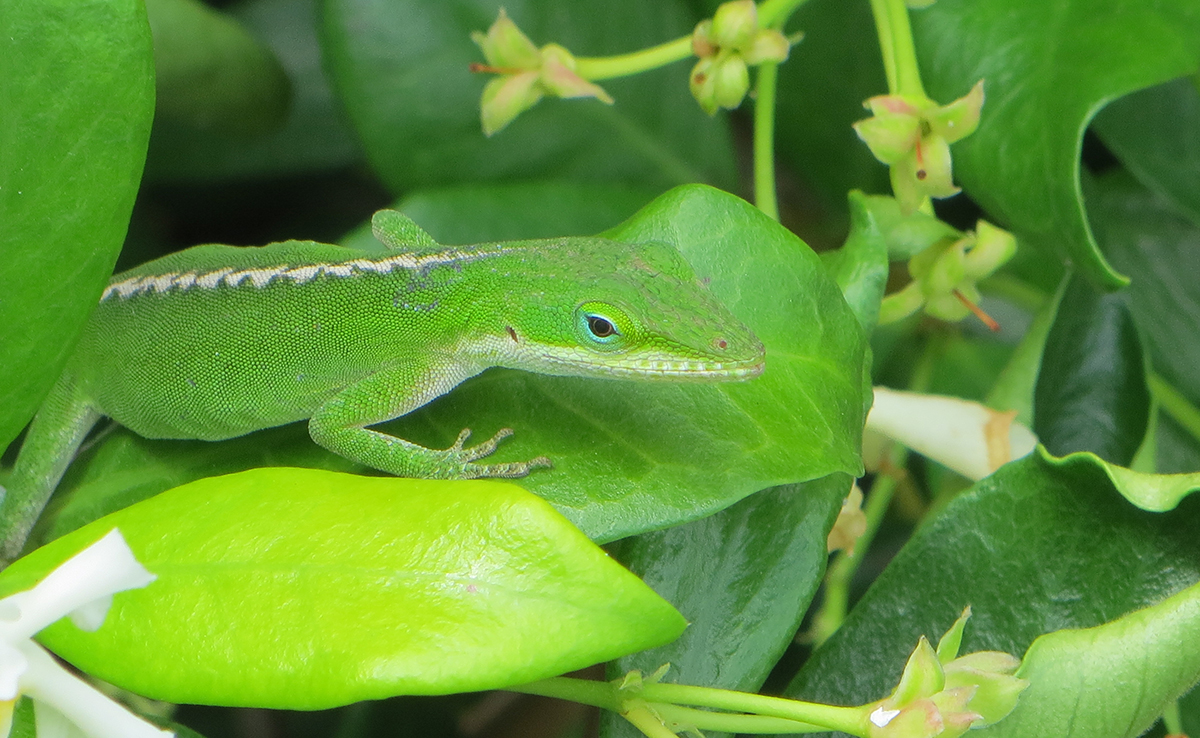 A part le caméléon, quels sont les animaux capables de changer de couleur ?