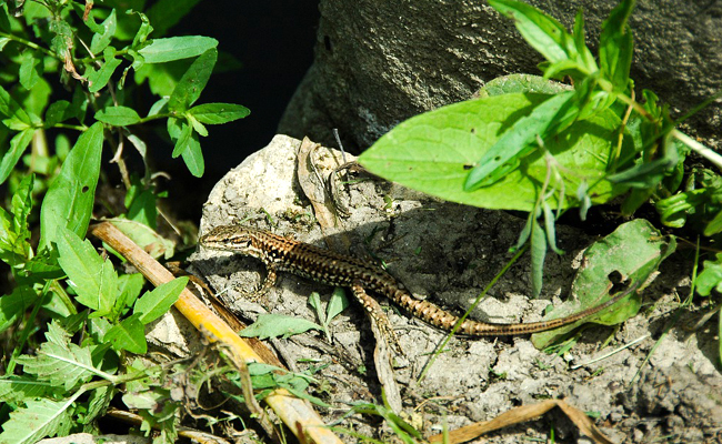 L’été, la saison préférée du lézard