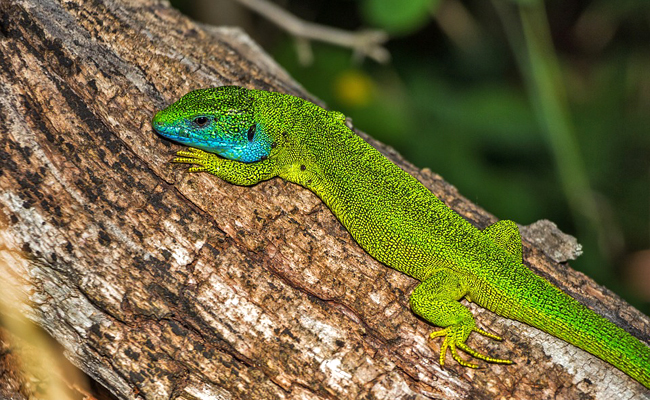 Le lézard vert : où et comment vit-il ?