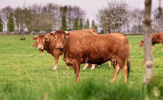 La Limousine, race de vache rustique, à la robe rouge feu