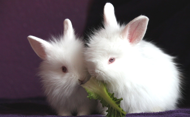 Liste des légumes que l'on peut donner à son lapin