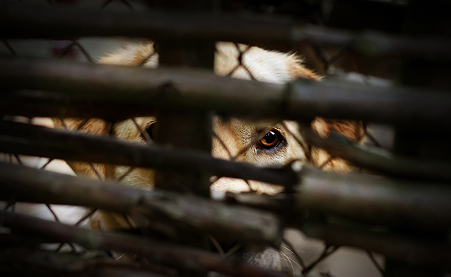 Que dit la loi contre la maltraitance animale ?