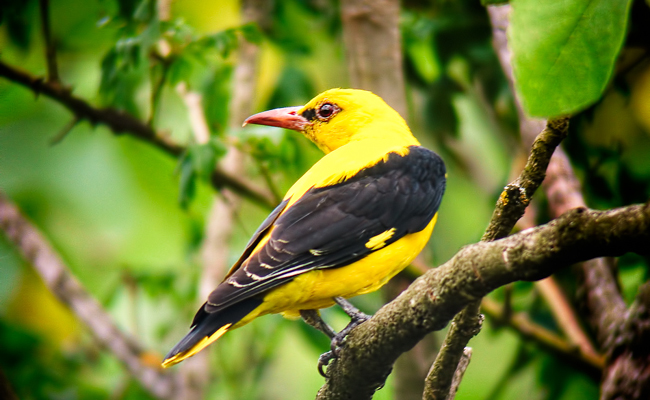 Le Loriot d'Europe, très bel oiseau jaune et noir