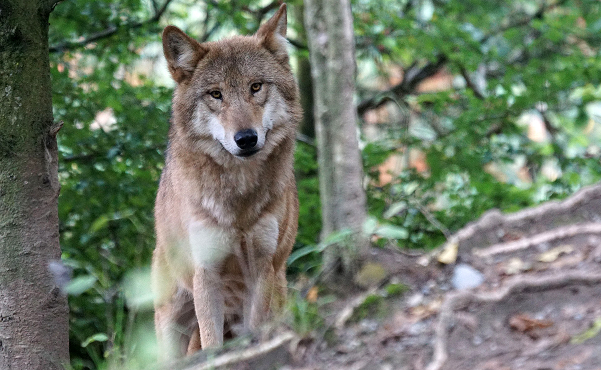 Le loup : comment vit-il ? Ou est-il implanté en France ?