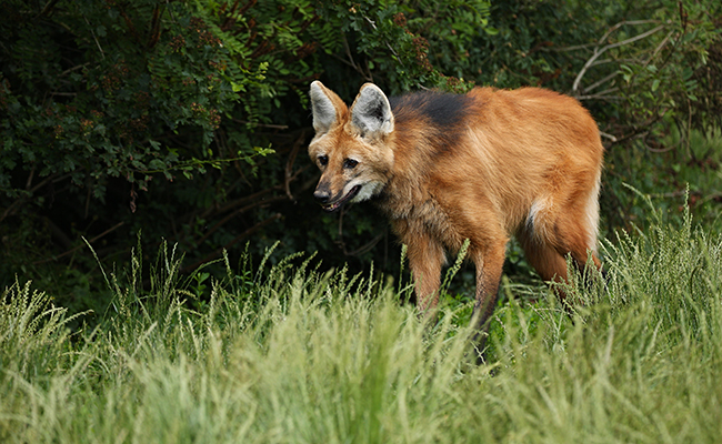 Loup à crinière : carnivore d'Amérique du Sud