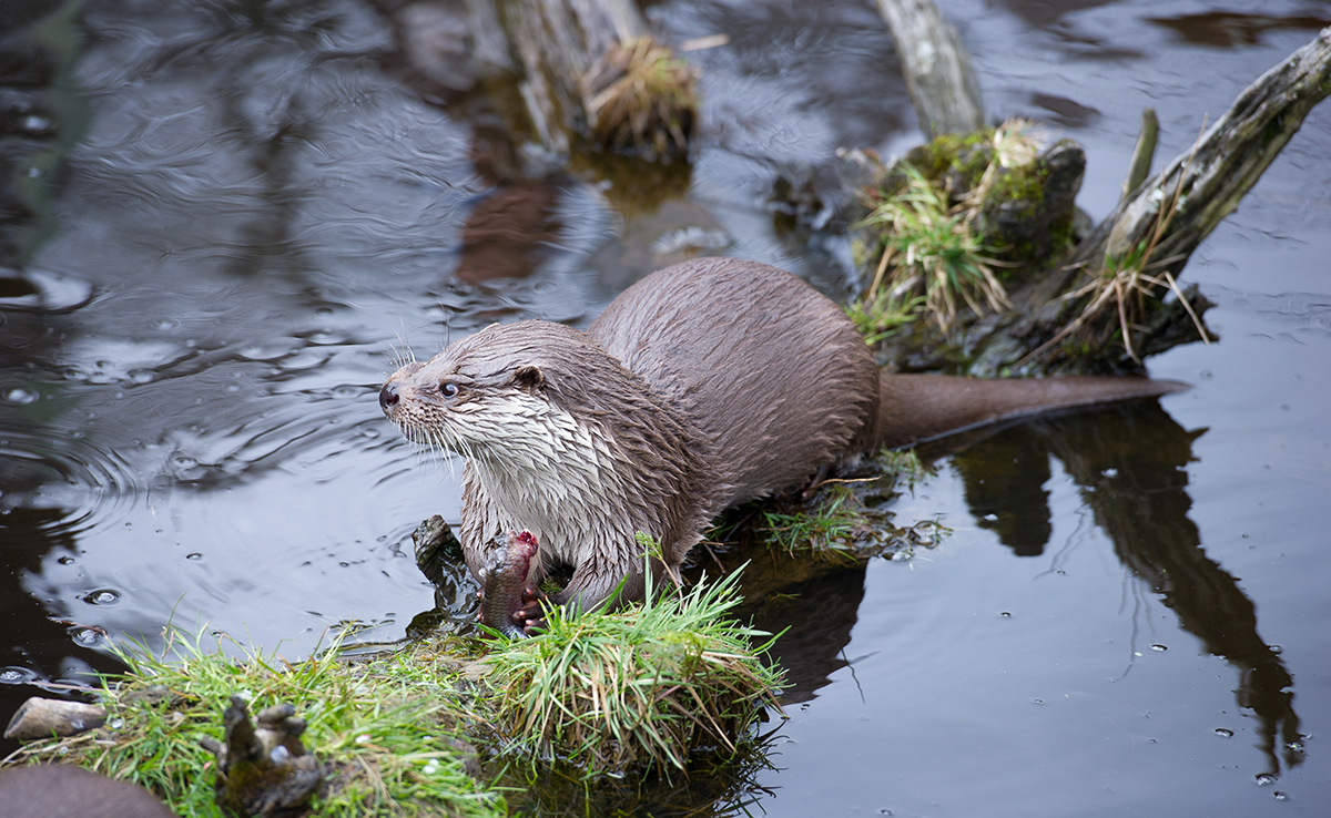 Loutre d'Europe : comment et où vit-elle ? Tout savoir sur la loutre