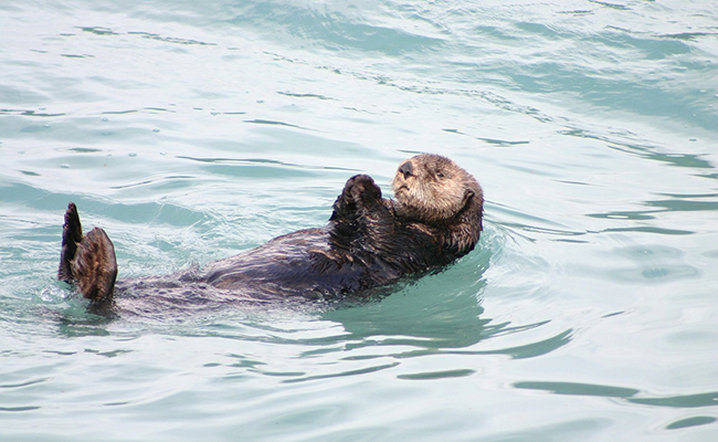 La loutre de mer : qui est-elle ? Où et comment vit-elle ?