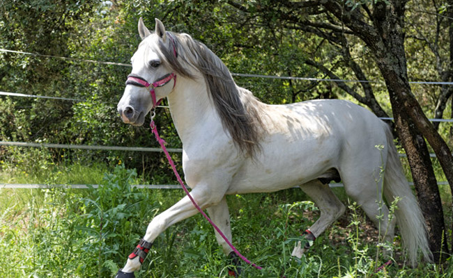 Le Lusitanien : tout savoir sur cette race de cheval