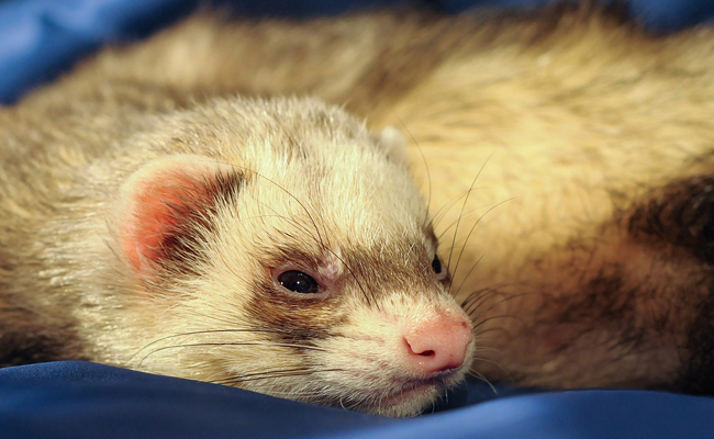 Quelles sont les principales maladies du furet ?