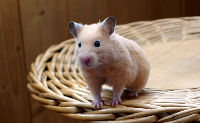 Quelles sont les principales maladies du hamster ?