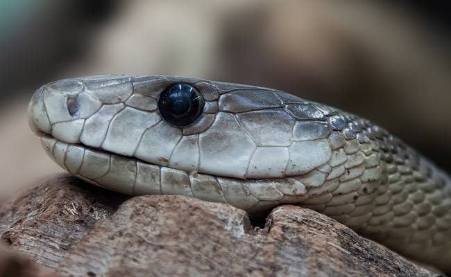 Le mamba noir, le plus venimeux des serpents ?