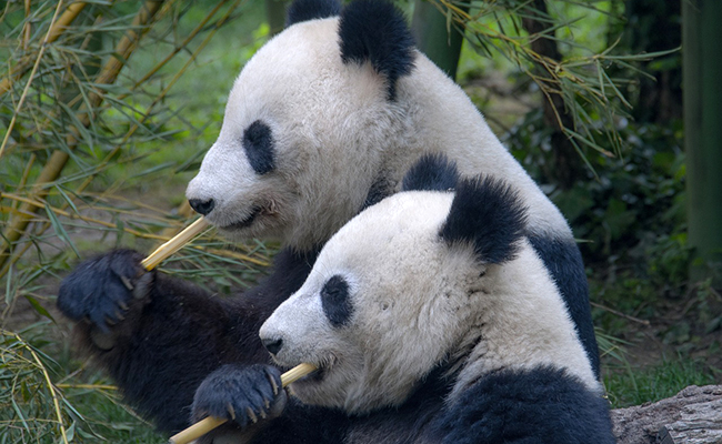 Que mange le panda ? Tout savoir sur son alimentation