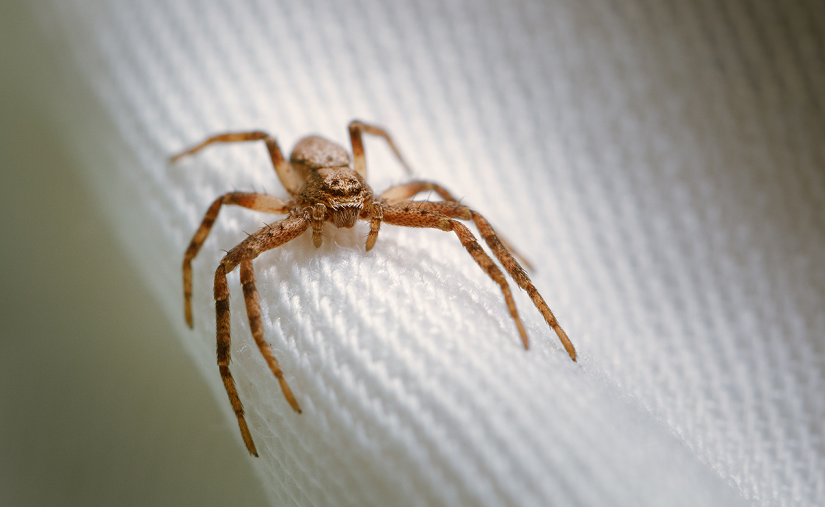 Peut-on avaler des araignées pendant son sommeil ?