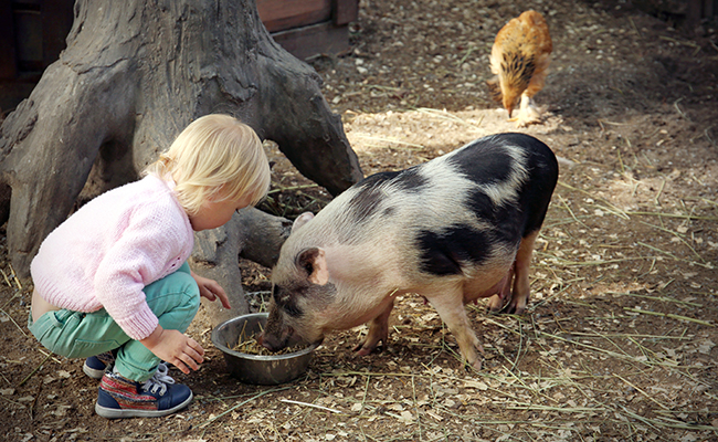 Manger comme un porc : pourquoi cette expression ?