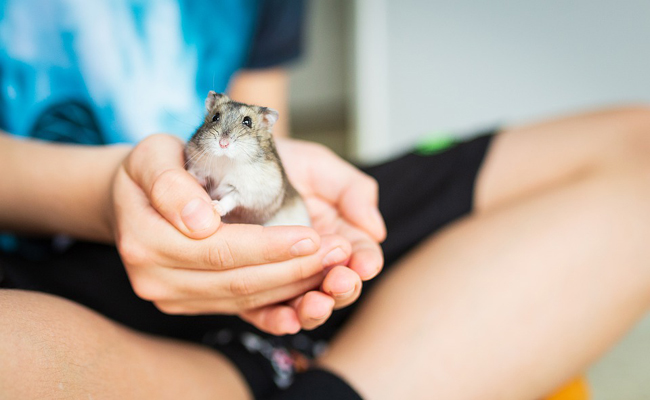 Comment manipuler et caresser son hamster ?