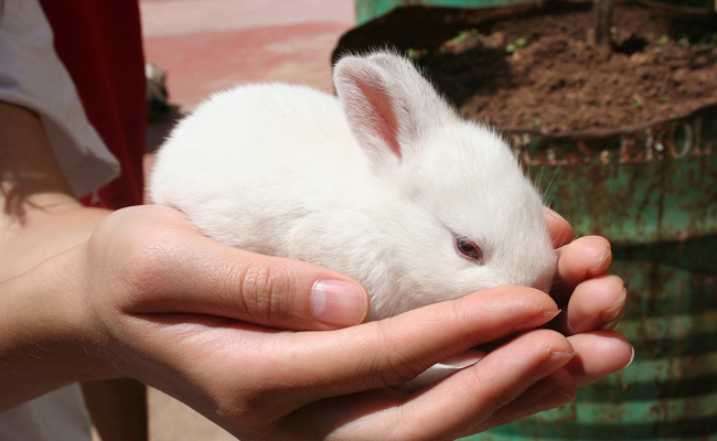 Comment manipuler et caresser son lapin ?