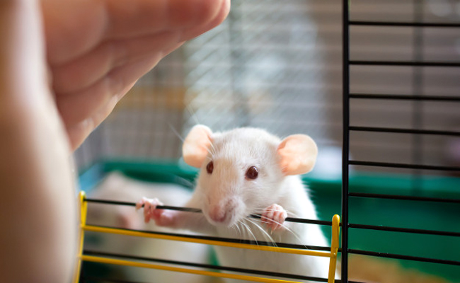 Comment manipuler et caresser sa souris ?