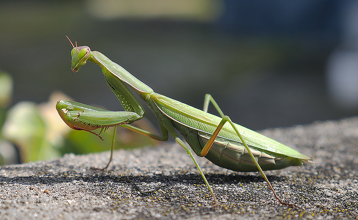 Mante religieuse, insecte aux mœurs particulières