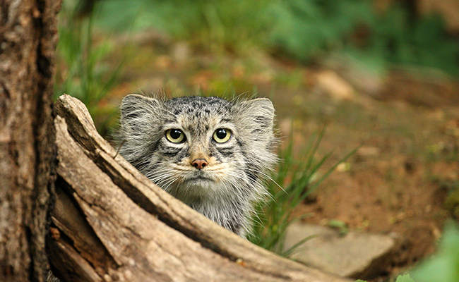 Manul ou chat de Pallas : qui est ce chat sauvage ?