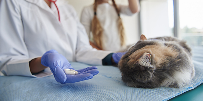 Quels sont les médicaments remboursés par l'assurance pour animaux ?