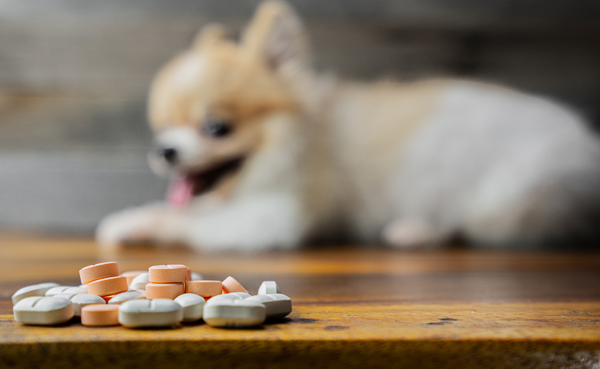 Médicaments humains pour la santé des animaux : attention danger !