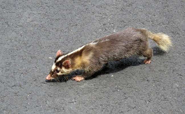 Blaireau-furet ou melogale, petit carnivore asiatique