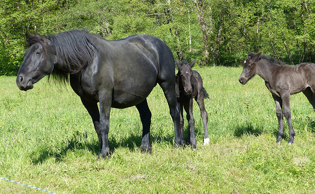 Le Mérens : tout savoir sur cette race de cheval