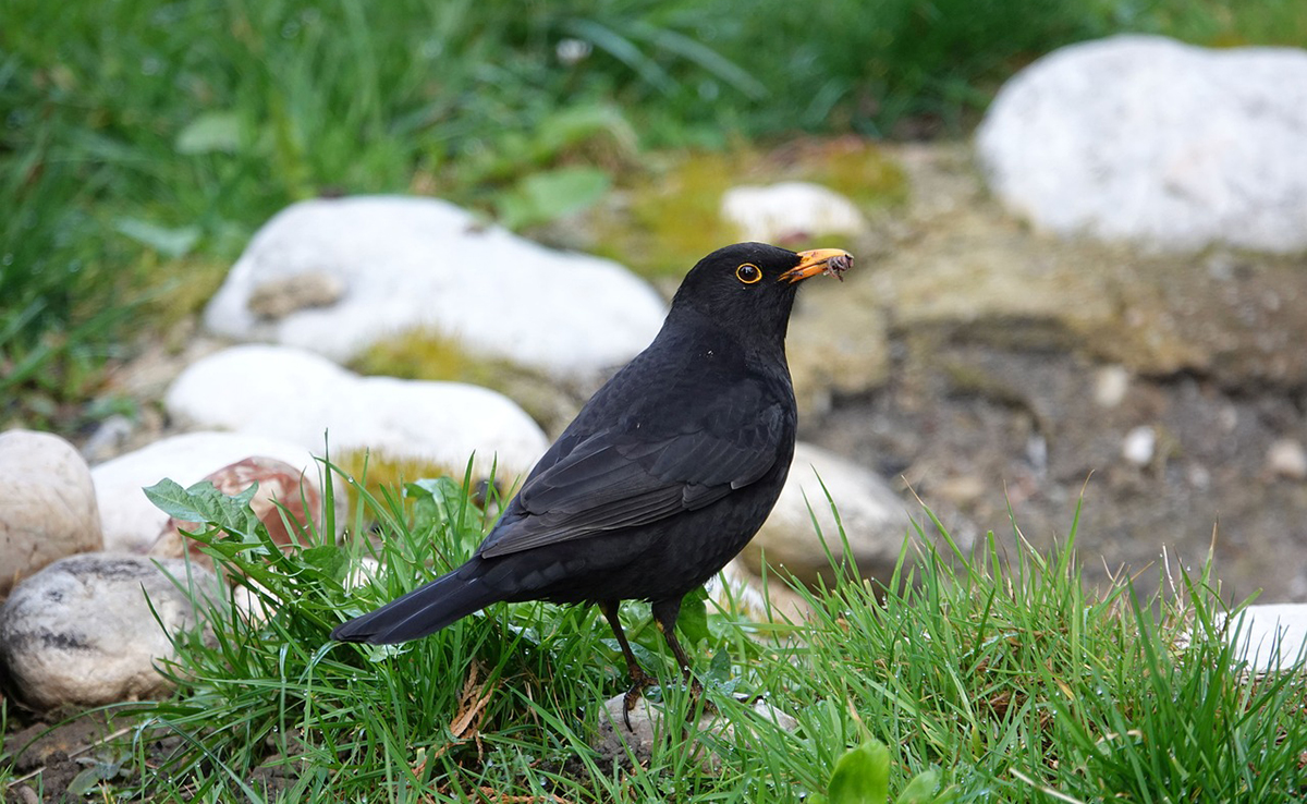 Comment empêcher les merles de détruire mon jardin ?