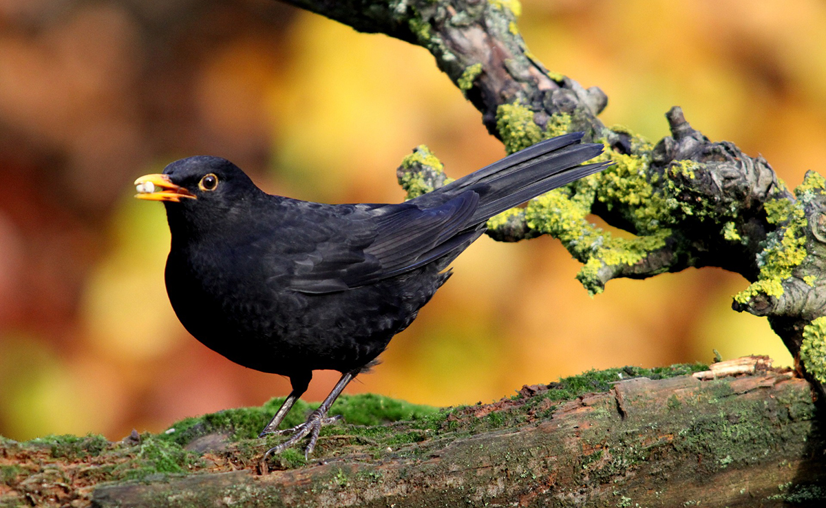 Merle noir, bel oiseau de nos villes et campagnes