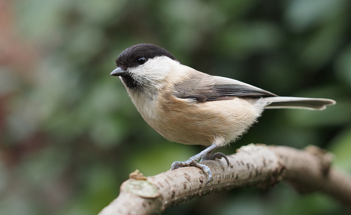 Mésange boréale, à tête noire des forêts de montagne