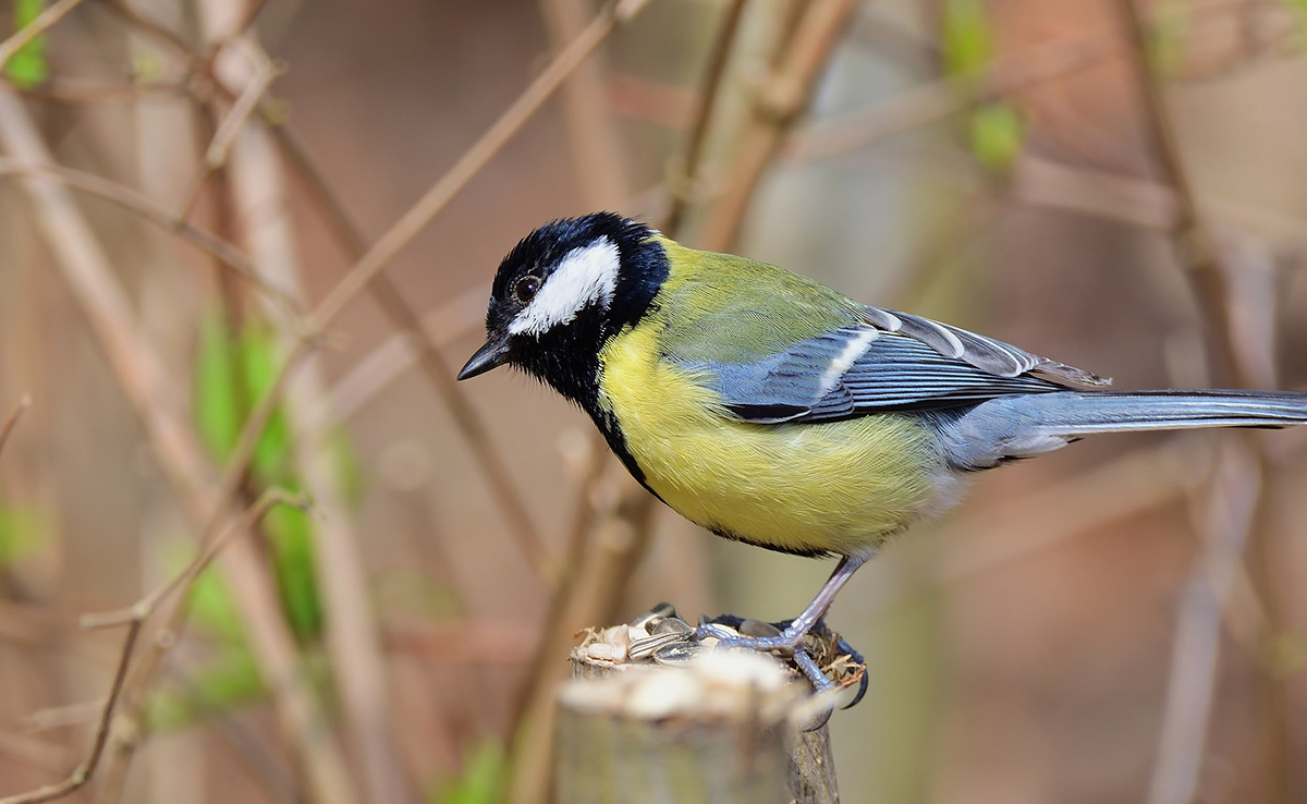 Mésange charbonnière : comment vit-elle ? Tout savoir sur la mésange