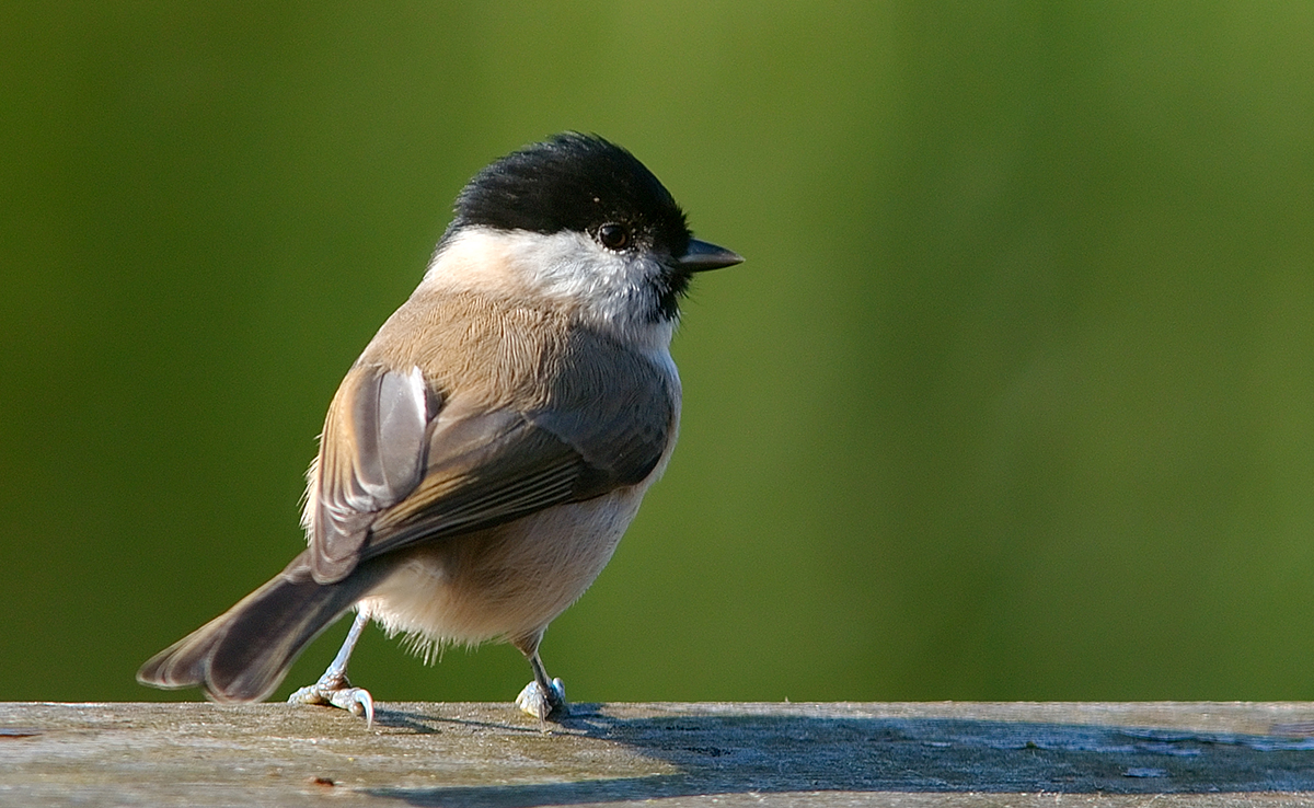 Mésange nonnette à la tête noire et blanche